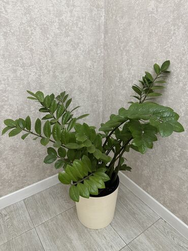 аквариум с рыбками цена бишкек: ДОЛЛАРОВОЕ ДЕРЕВО (Замиокулькас), высота 90 сантиметров с горшком