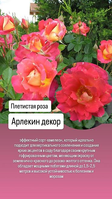 сколько стоит 101 роза в кыргызстане: Саженцы Платная доставка — 4