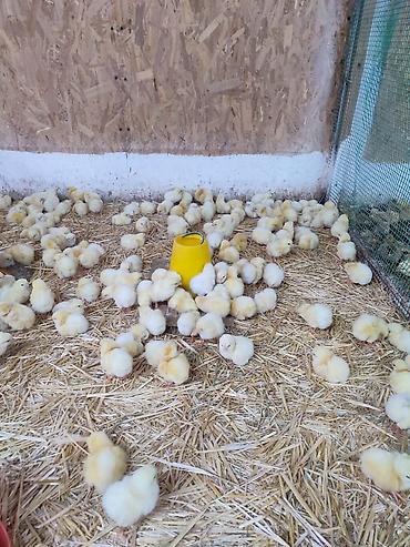 Куры, петухи: Продаю | Цыплята | Кучинская | Для разведения — 4