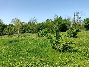 Torpaq sahələrinin satışı: 4 sot, Tikinti — 9