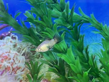 Balıqlar: Sülhsevər, Ödənişli çatdırılma -da lalafo.az — 5 Balıqlar: Sülhsevər, Ödənişli çatdırılma — 5