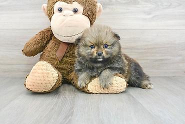 mini pincer: Şpitz, Ünvandan götürmə, Pulsuz çatdırılma, Ödənişli çatdırılma — 7