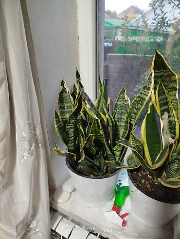 каланхоя: Комнатные растения – набор 1) Сансевиерия (Sansevieria trifasciata — 4