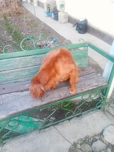 Продажа собак: Ирландски цеттр 1 год цено 200. $. кабел — 2