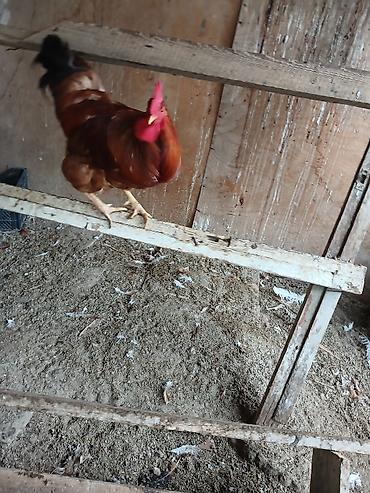 gold hen: Hamşira sortu - Cins: yerli ət–yumurta istiqamətli xoruz - Rəng — 4