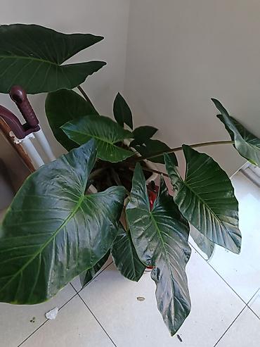 ciledagi bitkisi: Böyük yarpaqlı otaq bitkisi – Alokaziya (Alocasia) saksıda Alokasiya — 4