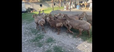 на ферме есть куры козлы и коровы: Продаю | Овца (самка)