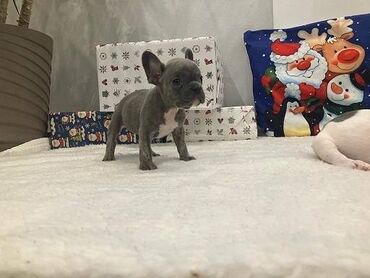 Psi: Francuski buldog štenci plave boje. Vakcinisani, spremni za novi dom — 4