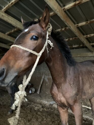 арабская чистокровная лошадь цена: Продаю | | Племенные