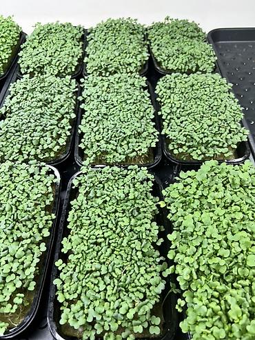 Микрозелень: Микрозелень в Бишкеке Горох подсолнечник, брокколи, горчица, редис — 14