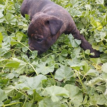 Продажа собак: Питбуль, 1 месяц, Самец at lalafo.kg — 7 Продажа собак: Питбуль, 1 месяц, Самец — 7