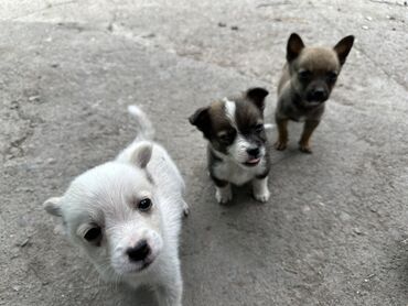 собаки кангал: Продаю чихуахуа полукровка
