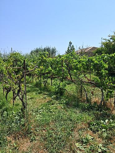 Torpaq: 12 sot, Mülkiyyətçi, Kupça (Çıxarış) — 10