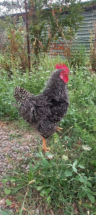 akvarium balıq novləri: Kirpi xoruz 6 aylıq tam saglam aktiv göndərmək olar bakı vuragandı — 4