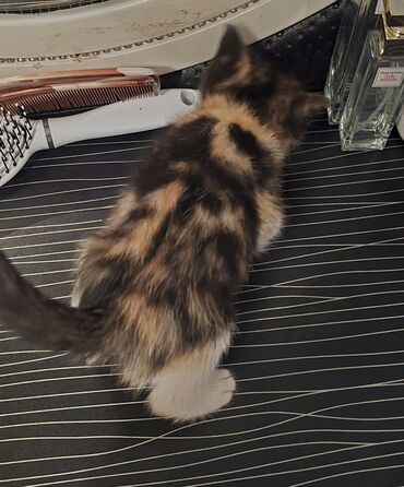 Pişiklər: Dişi, Yaxşı əllərə — 8