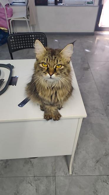 сибирские кошки: Кошка даром: Сибирская, 1 год, Девочка, С документами — 1