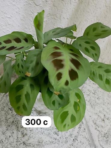 Спецодежда: Бул товарлар сатылат арзан баада жакшы качестводогу кийимдер at lalafo.kg — 22 Спецодежда: Бул товарлар сатылат арзан баада жакшы качестводогу кийимдер — 22