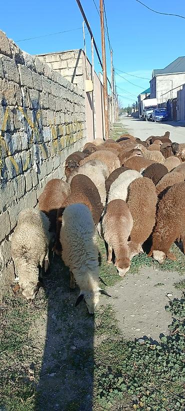 Qoyunlar, qoçlar: Salam aleyküm quzlar 220 mantdan 350 manata kimi qiymeti deyişir — 6