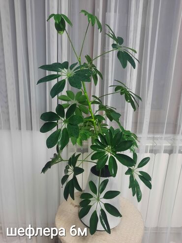 Otaq bitkiləri: Otaq bitkiləri kolleksiyası 1) Papоротnik – 20 m - Sərfəli otaq — 12