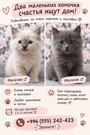 кошки токмок: Кошка даром: Беспородная, 2 месяца, Мальчик — 1