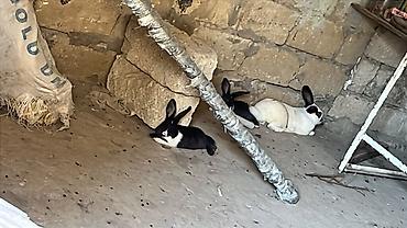 сколько стоит собака бу: Çut bala doşan satılır təcili boş yerə narahat etmiyin fikiri ciddi — 2