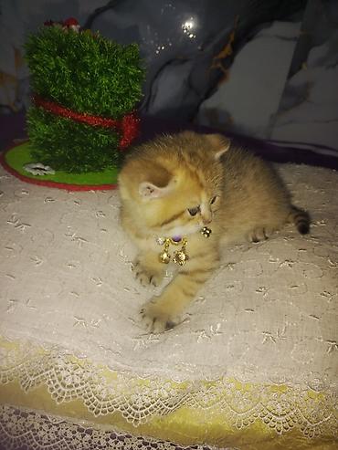 Pişiklər: Britan — 2