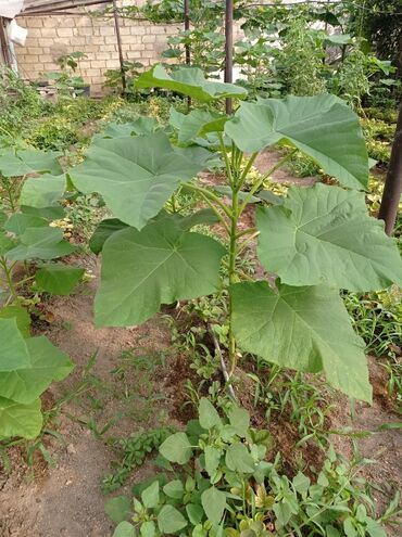 Ağaclar: Pavloniya (Adəm agaclar)satılır .her ölçüdə ağaclar var 5 manatdan 25 -da lalafo.az — 8 Ağaclar: Pavloniya (Adəm agaclar)satılır .her ölçüdə ağaclar var 5 manatdan 25 — 8