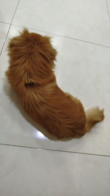 ingilis setteri it cinsi digər adı: 9 ay, Ödənişli çatdırılma