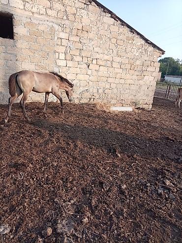 Atlar: Dişi, il: 7 — 10