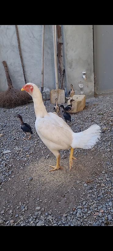 barter xoruz: Xoruz, il: 3, Pulsuz çatdırılma — 2