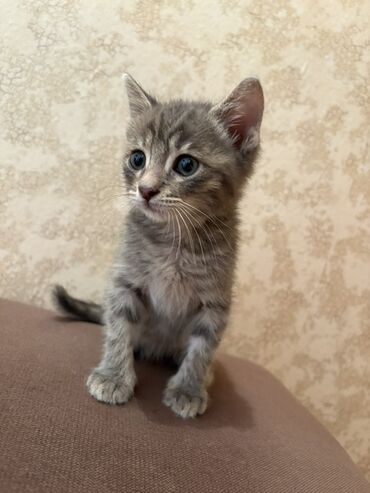 котенок в добрые руки: Самец, В добрые руки, Самовывоз