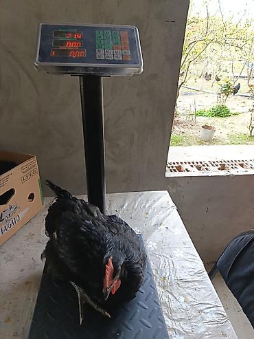 qarğa balası satılır: Salam. Temiz qan damazliq avstrolorp beceleri satilir. Mende olan sort — 1
