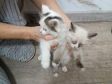 бенгальские кошки цена бишкек: Домашние пушистые котята. по 100 сом. в добрые и заботливые руки — 9