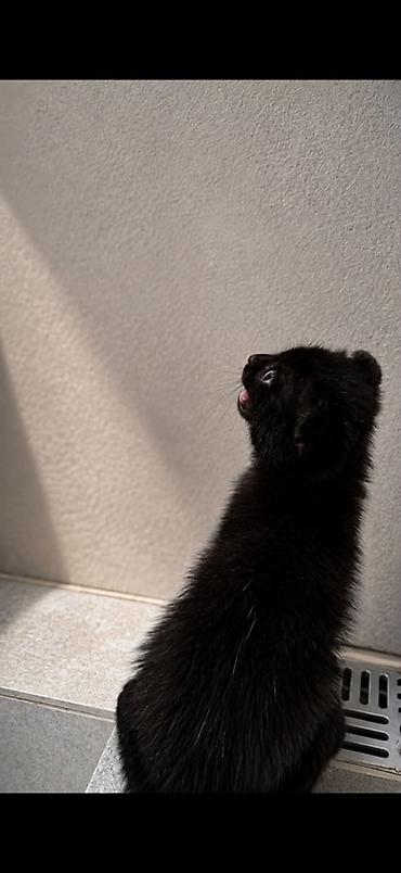 котёнок в хорошие руки: 2 месяца, Мальчик — 2