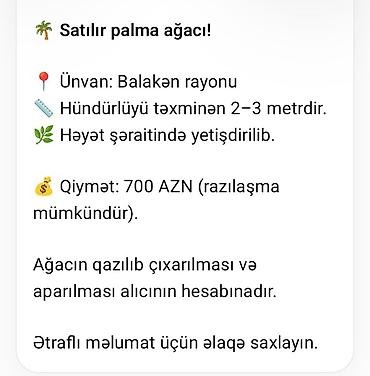 rusiyada saat necedi: Satılır palma ağacı. Balakən rayonunda yerləşir. Hündürlüyü təxminən — 4