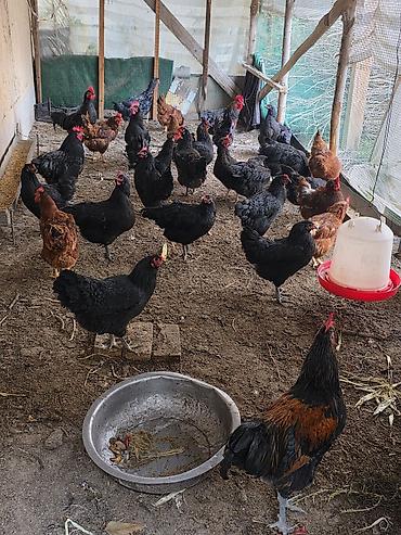 Куры, петухи: Продаю | Куры | Для разведения — 2