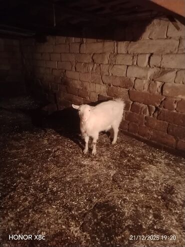 Keçi, çəpiş: Qiymət cütünə ayıdır cütü 650 manata sani boğaz keçilər di isteyen — 8