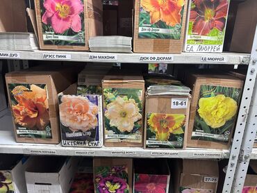 Садовые цветы и кустарники: Луковицы цветка: Лилейники — 16