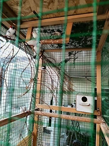 А/ч жаныбарлары үчүн тоюттар: Продам амадинов, парочка, было пять выводка птенцов! Плюс 8 — 2