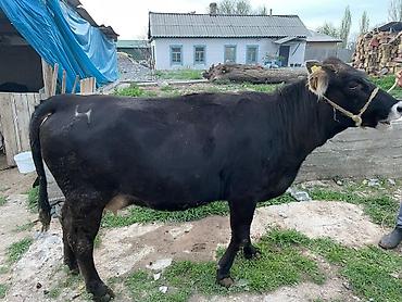 Коровы, быки: Продаю | Корова (самка) | Для молока | Привязанные — 5