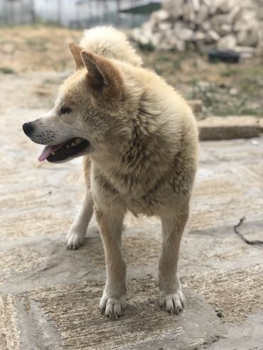 İtlər: Akita-inu, 6 ay, Erkek, Ödənişli çatdırılma