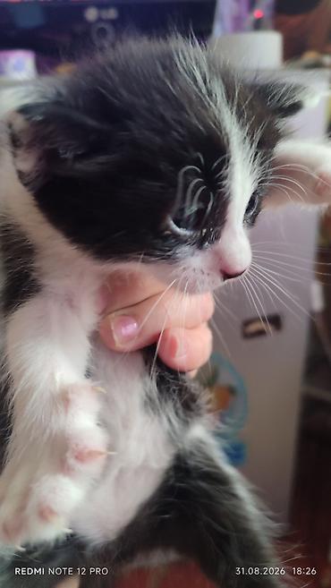 маленькие котёнки: Котята 1 мес 4 шт — 4