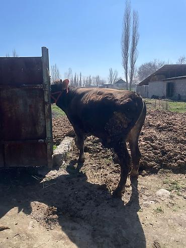 Коровы, быки: Продаю | Бык (самец) | На откорм | Племенные at lalafo.kg — 16 Коровы, быки: Продаю | Бык (самец) | На откорм | Племенные — 16