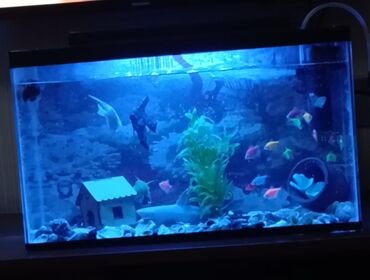 ağ balıq: Akvarium işiq filter 13 baliq 5 zeli suyu temizleyen içinde