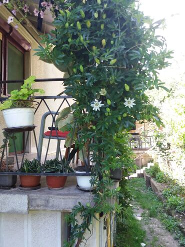 Ostale kućne biljke: Hristov venac Cveće Hristov Venac Passiflora caerulea spada u red — 8