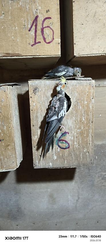 karella tutuquşu: Karella balalar ələ öyrətmək vaxtlarıdır kim istəsə öz quşlarmın — 3
