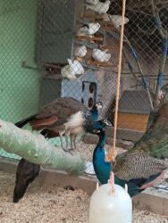 cins ineklerin satisi 2019: Tovuz quzu 7 aylıq xoruz lar satılır tam saglam butun vaksinləri