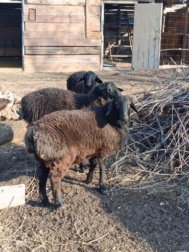 Бараны, овцы: Продаю | Овца (самка), Баран (самец) | Гиссарская | Для разведения | Осеменитель, Матка — 9