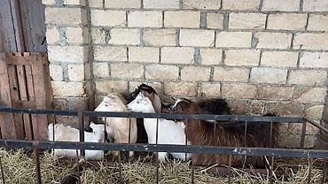 keci heyvan: 6 ana keçi 2 dogub 4 agir bogazdi bu gun sabah birin balasi yeke biri — 10