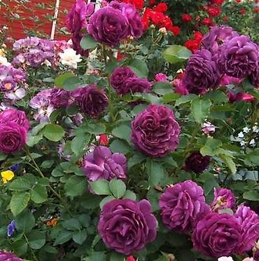 Другие садовые цветы и кустарники: Предлагаем саженцы роз разного возрастаплетистые,кустовые,цены — 5